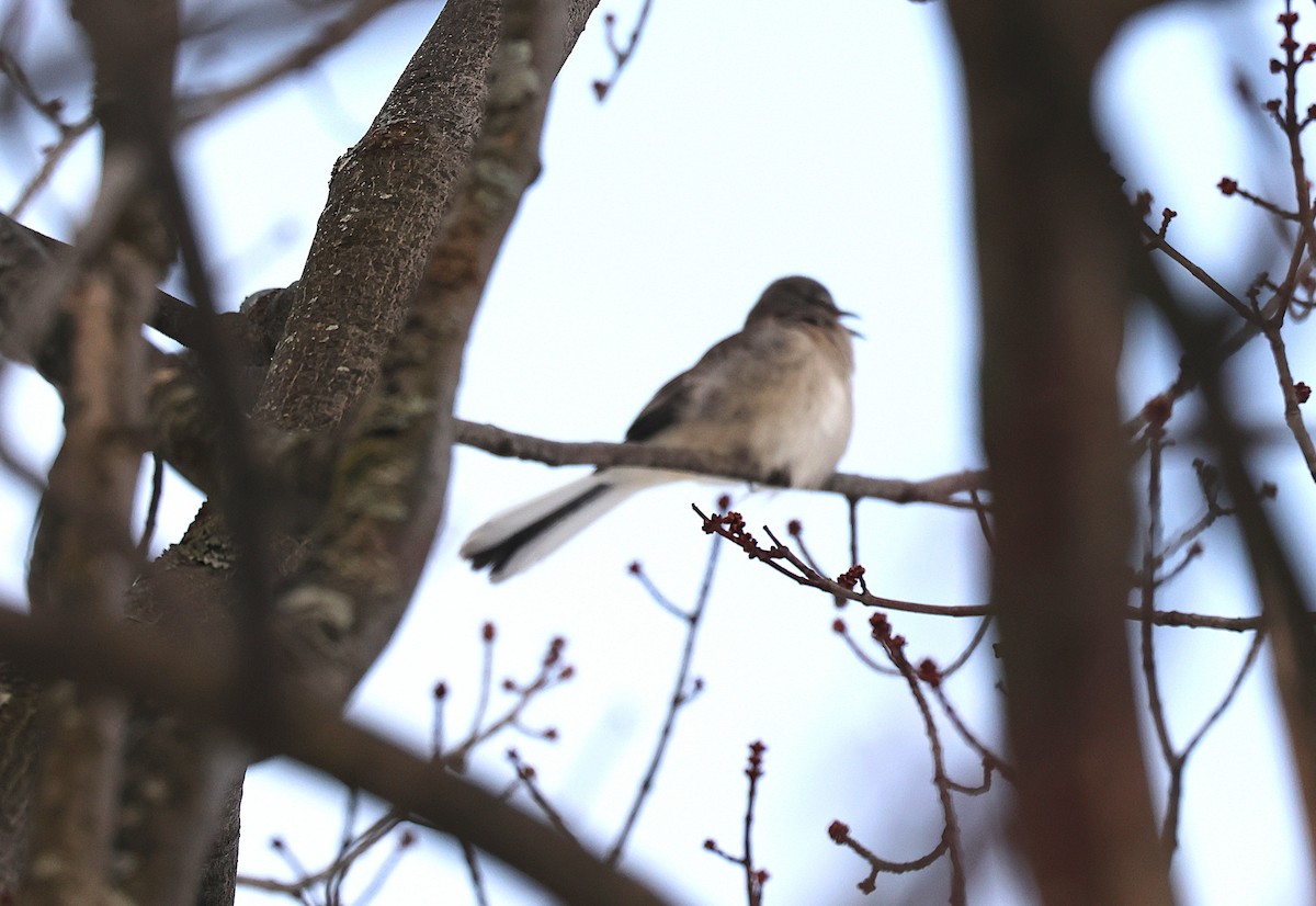 Многоголосый пересмешник - ML646839077