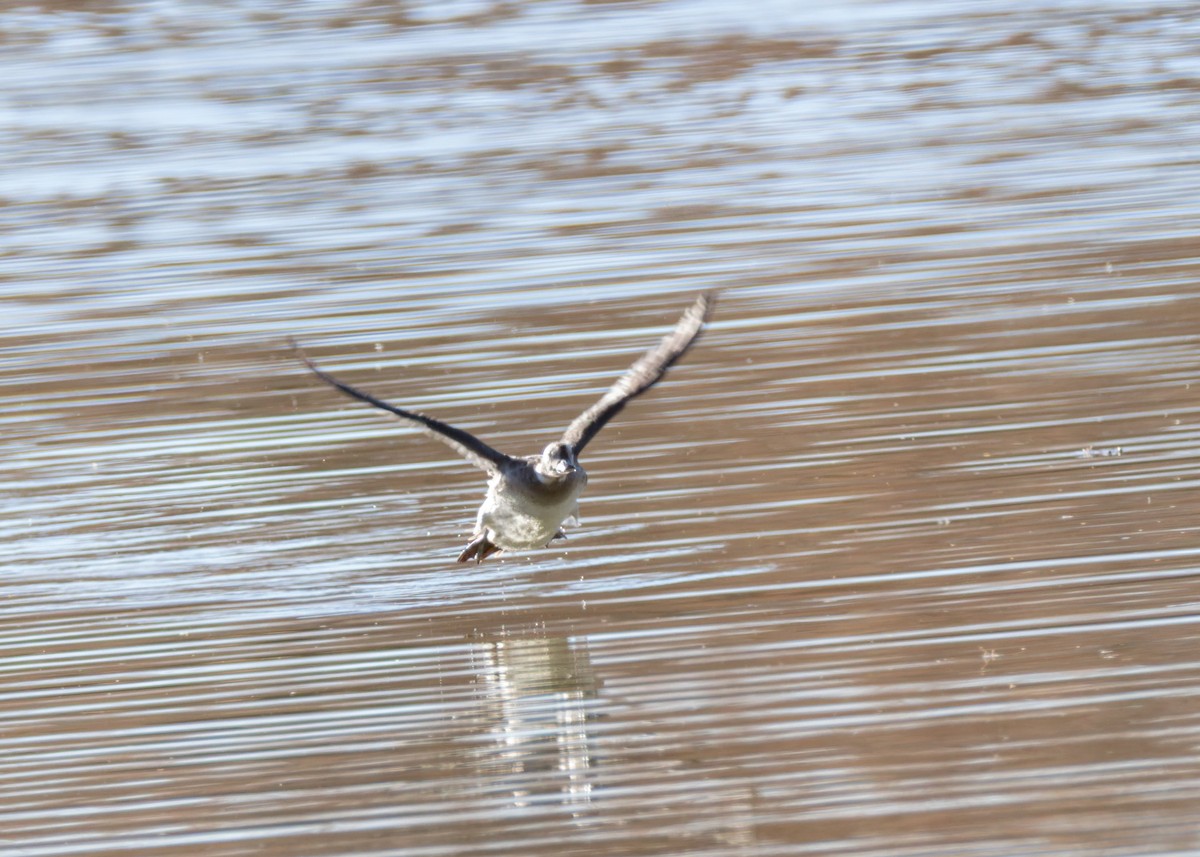 Eisente - ML646839078