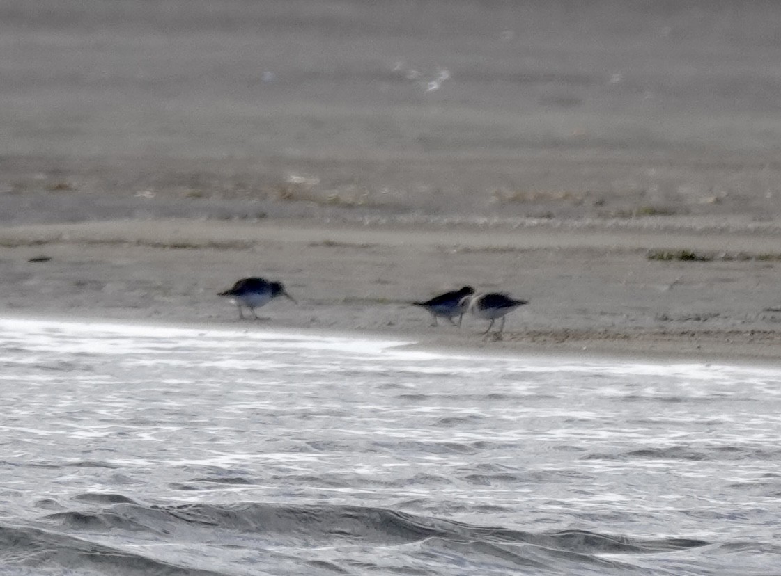 Purple Sandpiper - ML646839079