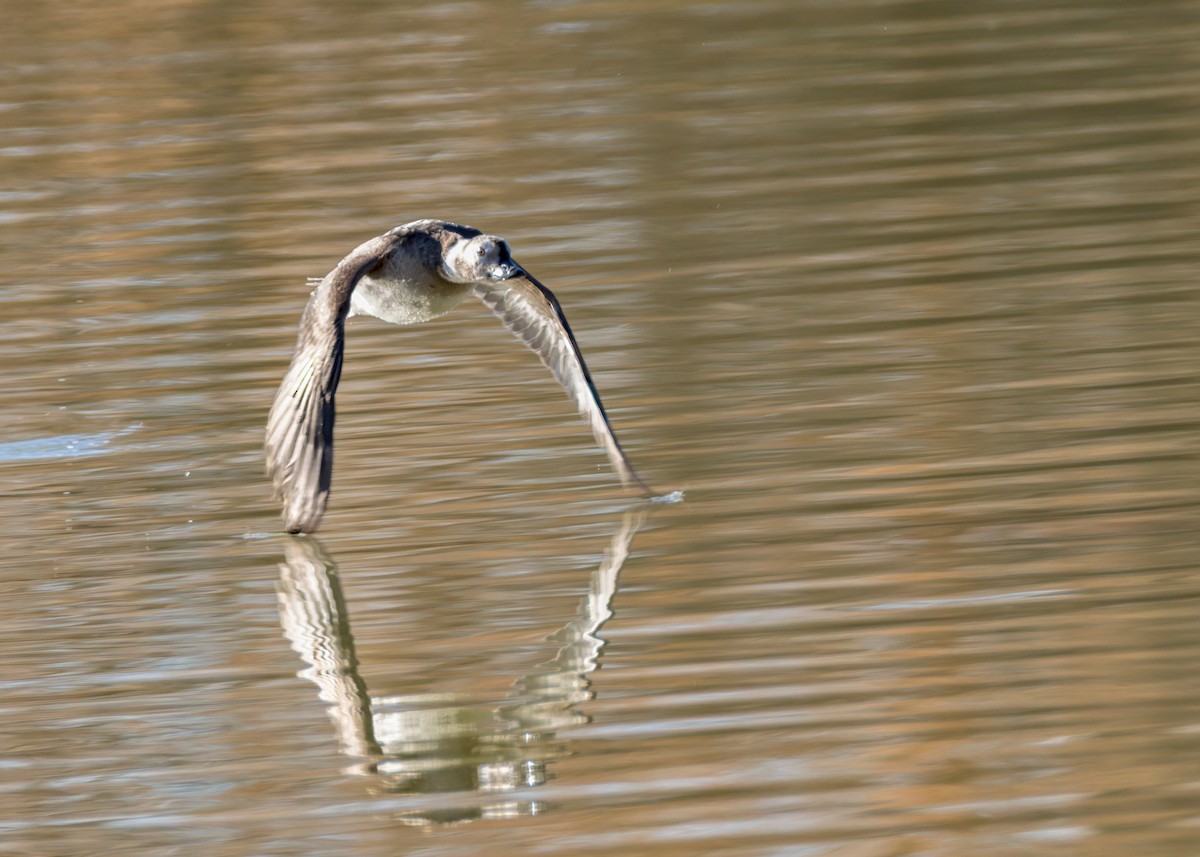 Eisente - ML646839080