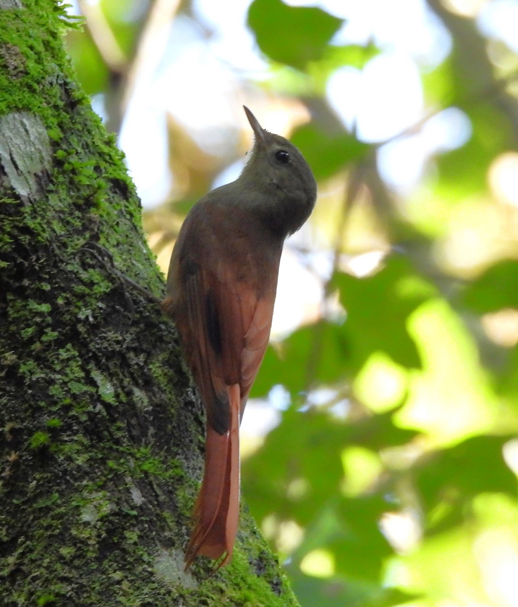 Olivaceous Woodcreeper - ML646839081