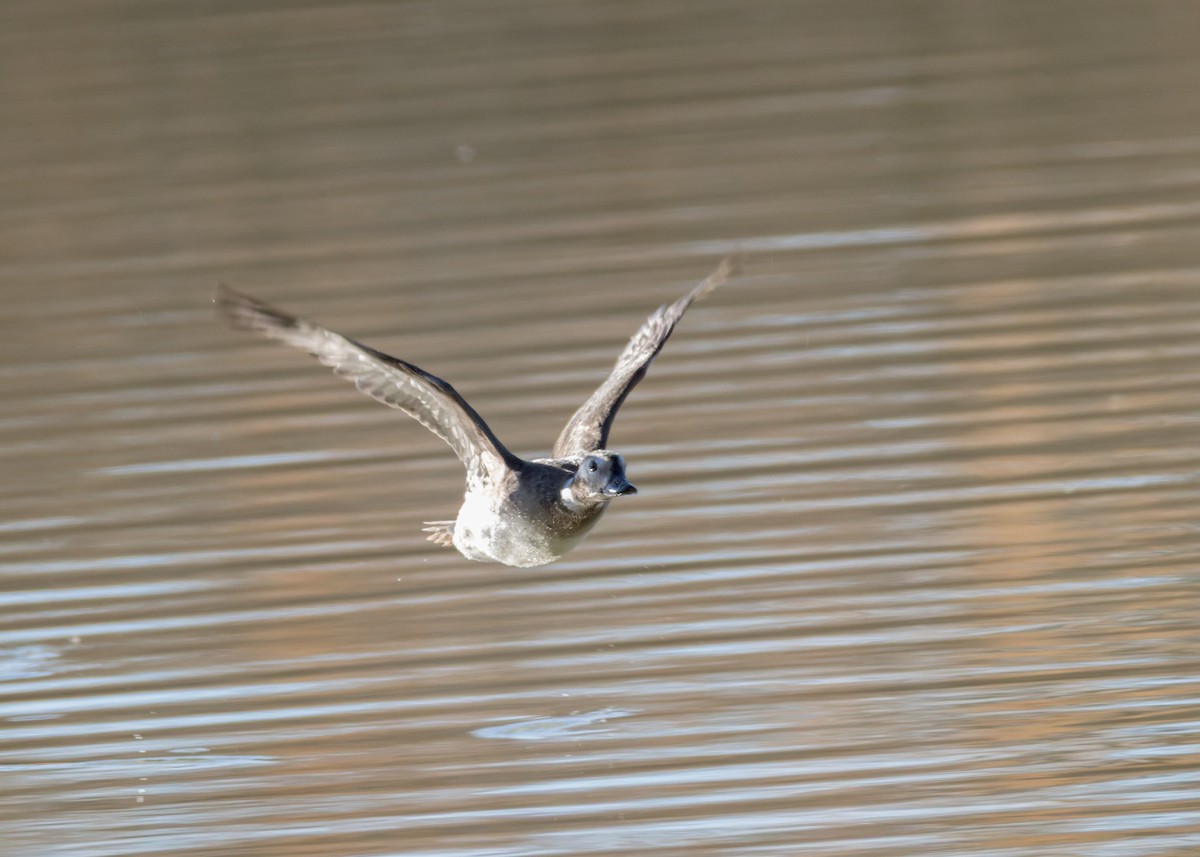 Eisente - ML646839082