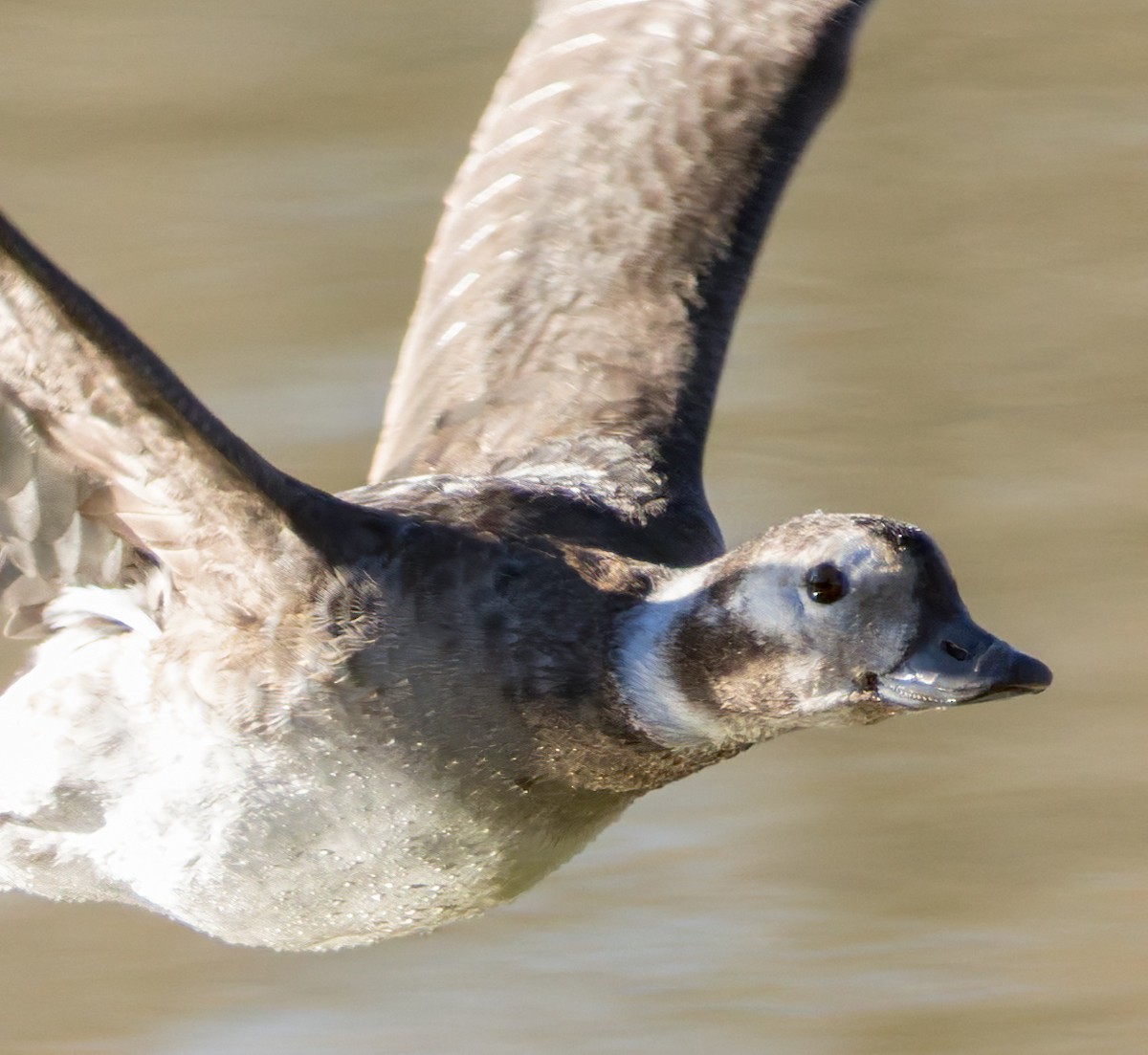 Eisente - ML646839083