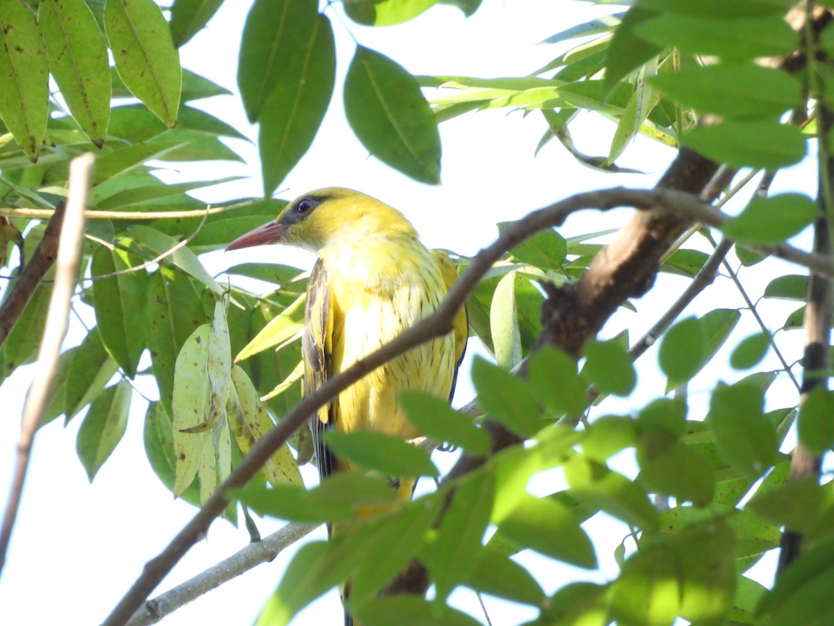 Indian Golden Oriole - ML646839085