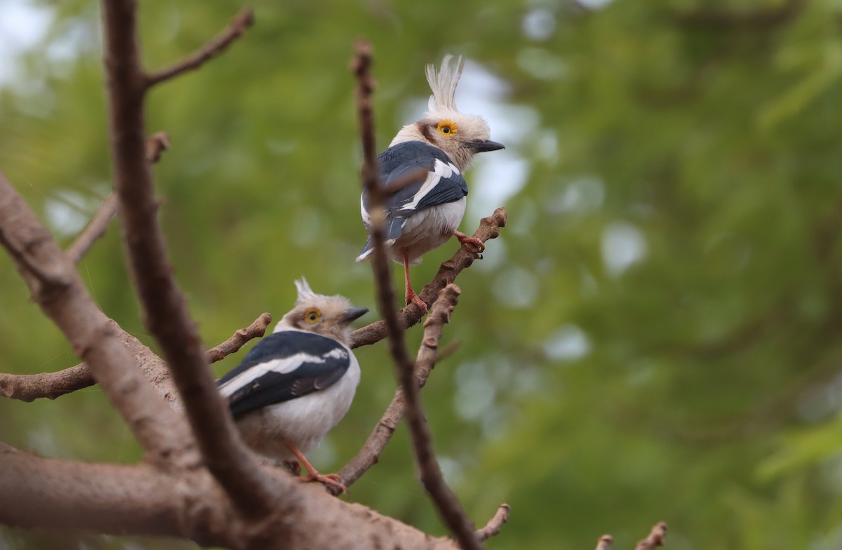 White-crested Helmetshrike - ML646839088