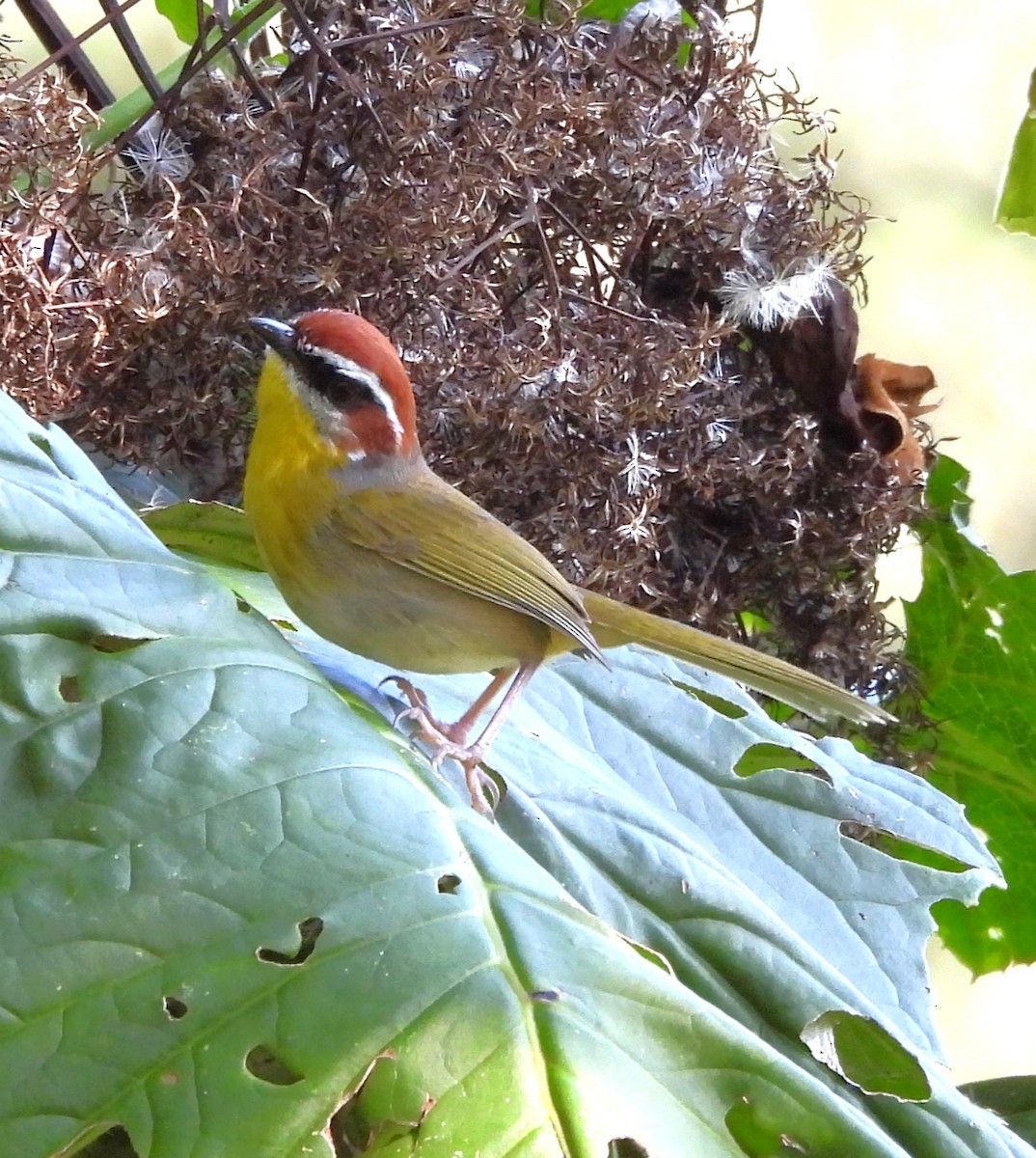 Rufous-capped Warbler - ML646839091