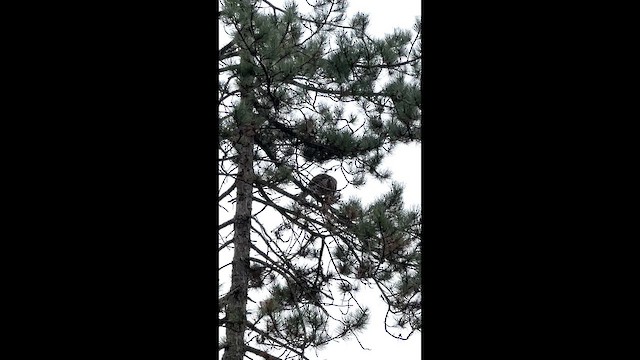 Red-tailed Hawk - ML646839093