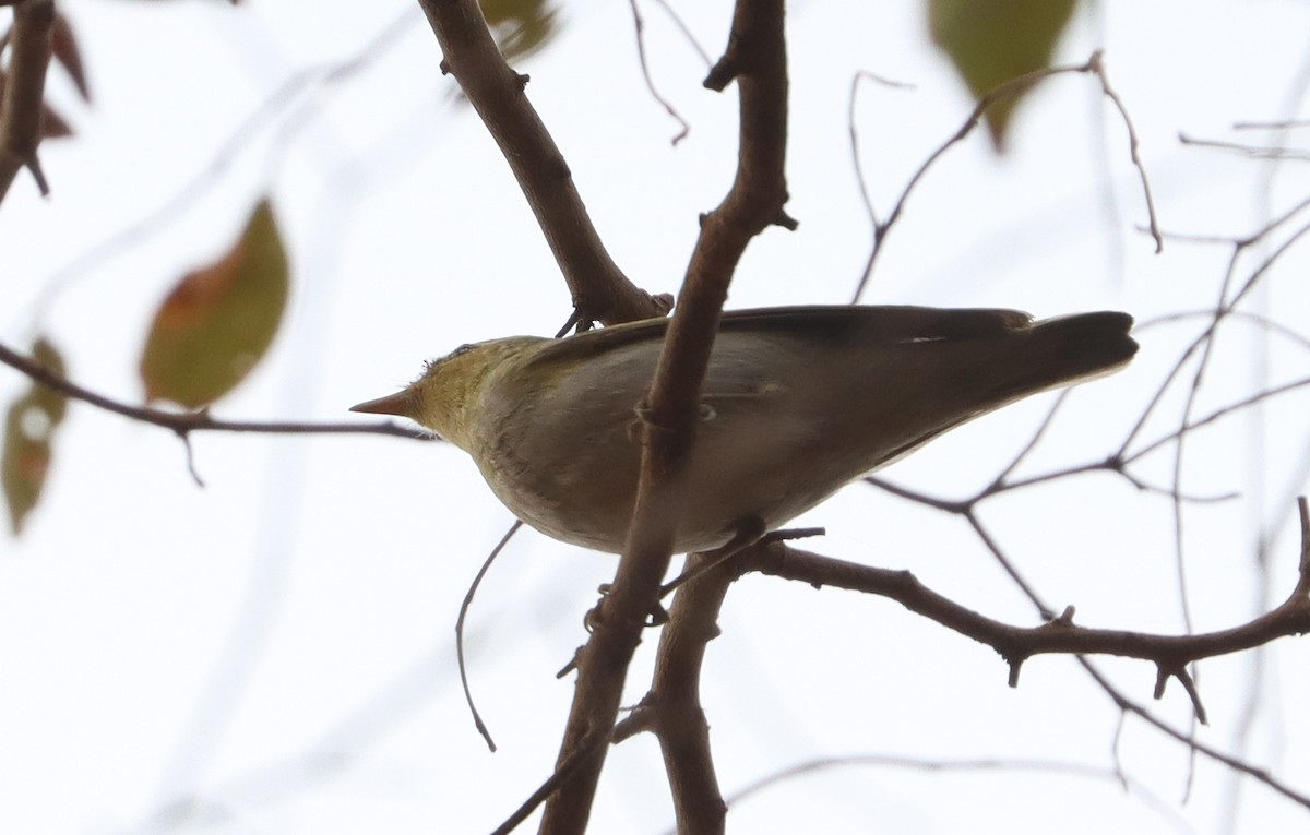 Wood Warbler - ML646839094
