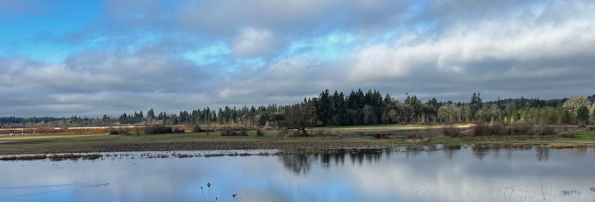 Cackling Goose - ML646839098