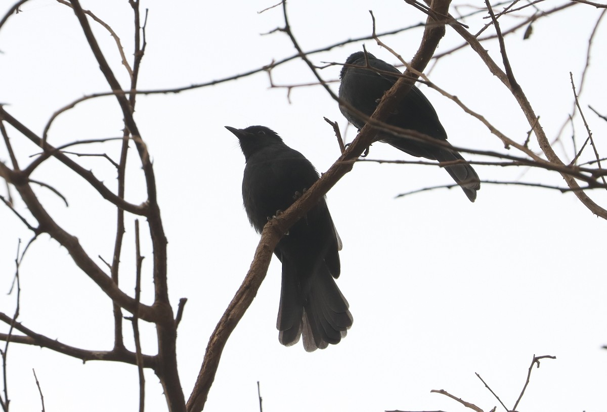 Northern Black-Flycatcher - ML646839101
