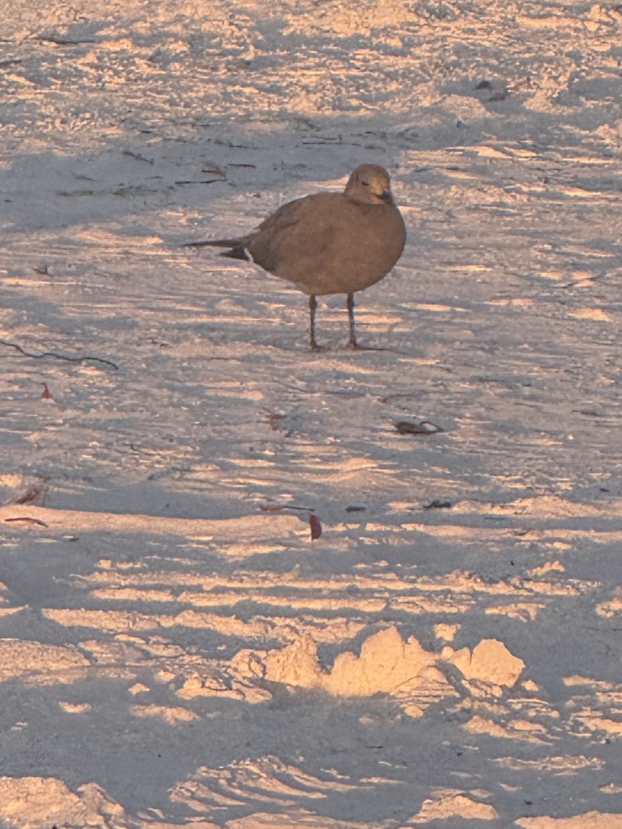 Gray Gull - ML646839102