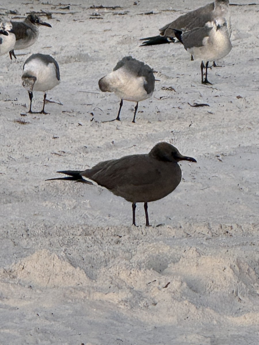 Gray Gull - ML646839103