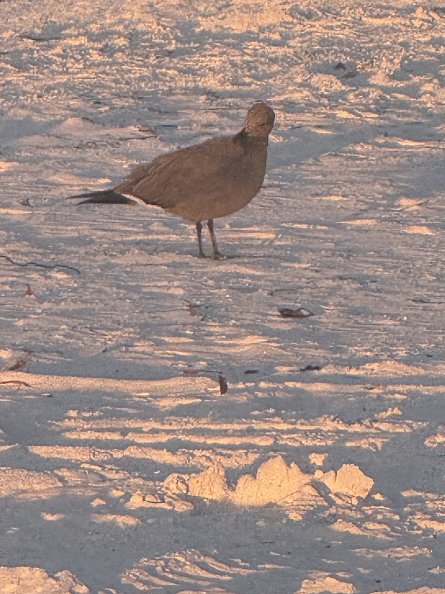 Gray Gull - ML646839104