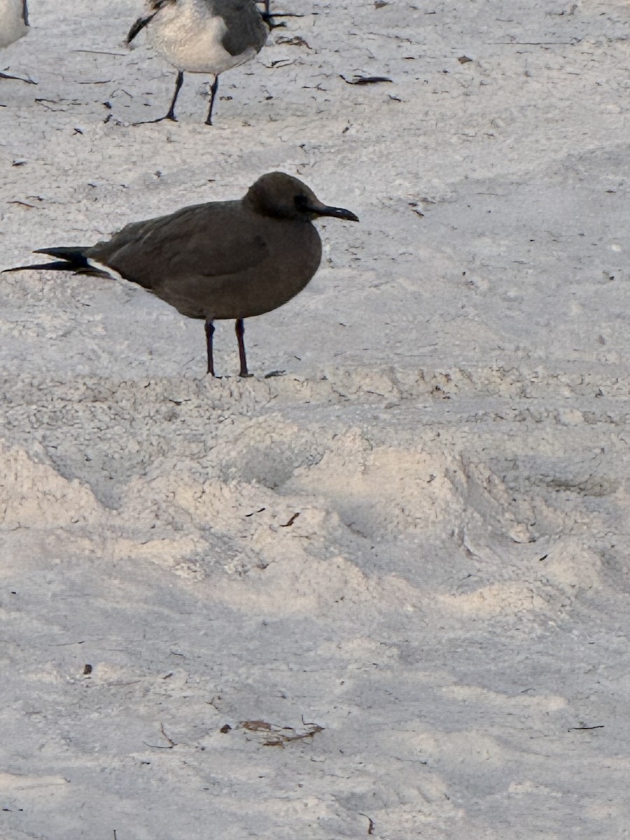 Gray Gull - ML646839105