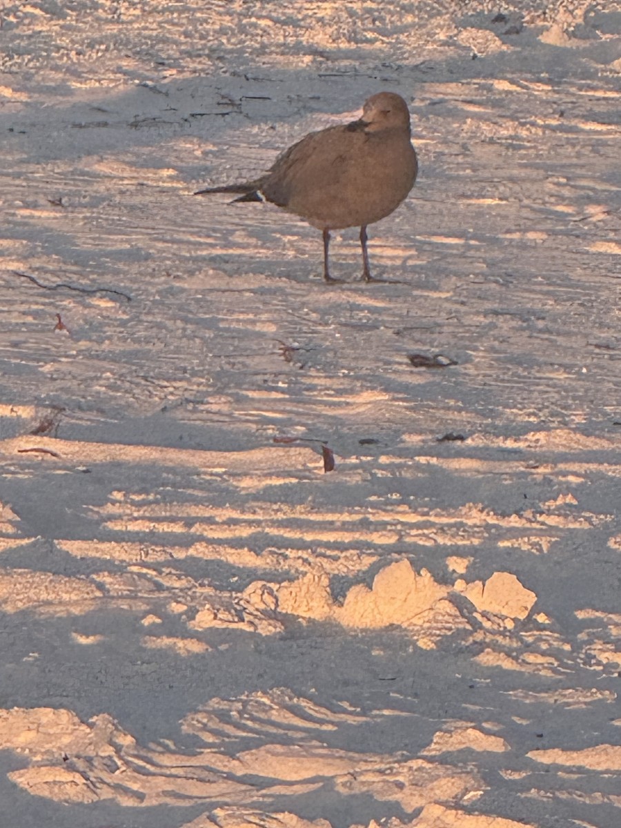 Gray Gull - ML646839107