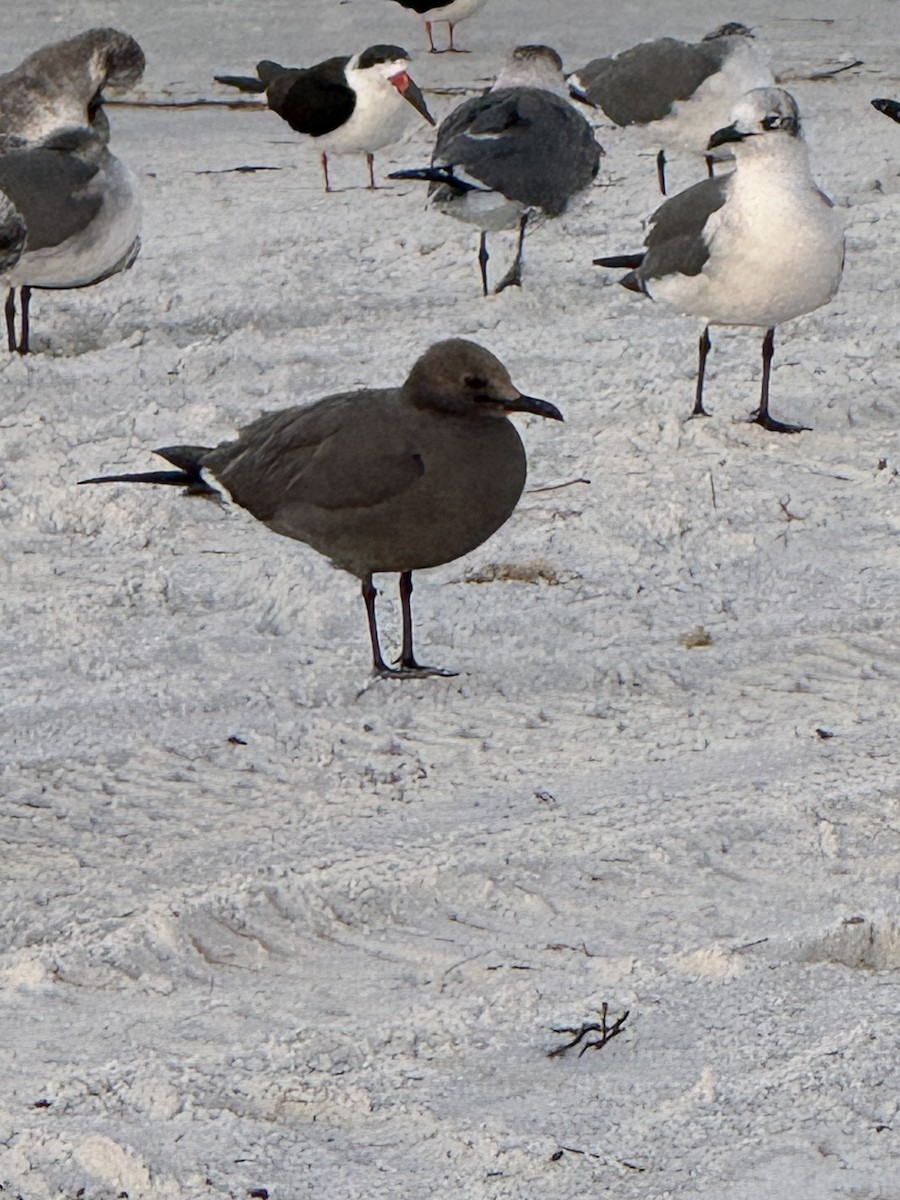 Gray Gull - ML646839108