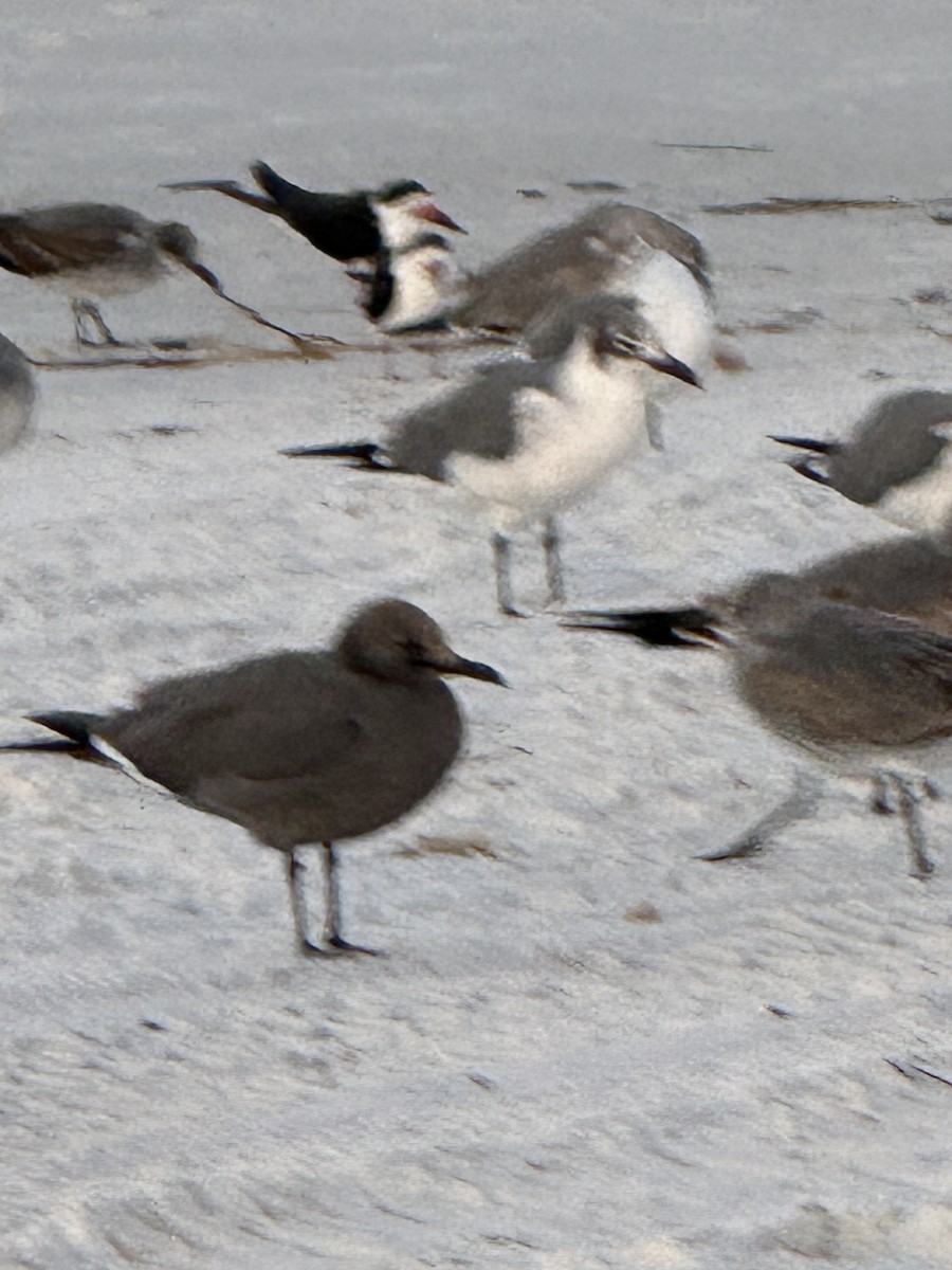 Gray Gull - ML646839109
