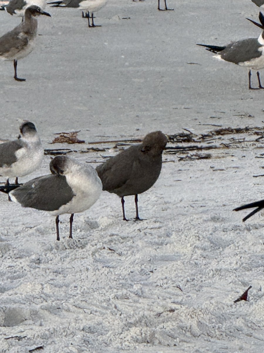 Gray Gull - ML646839110
