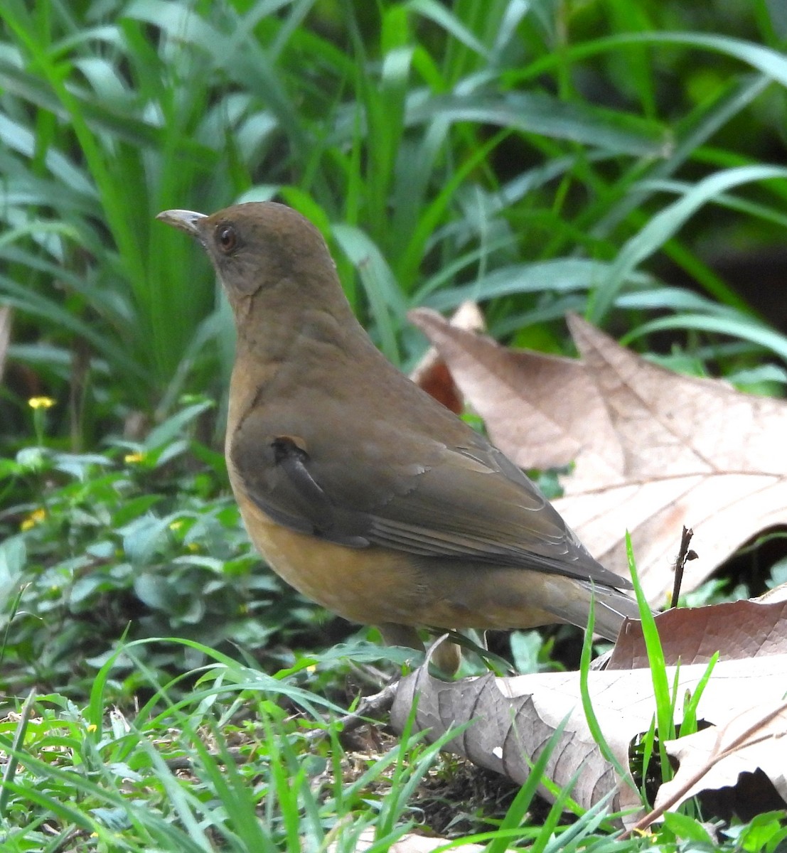 Merle fauve - ML646839115