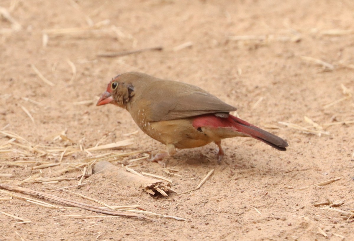 Red-billed Firefinch - ML646839116