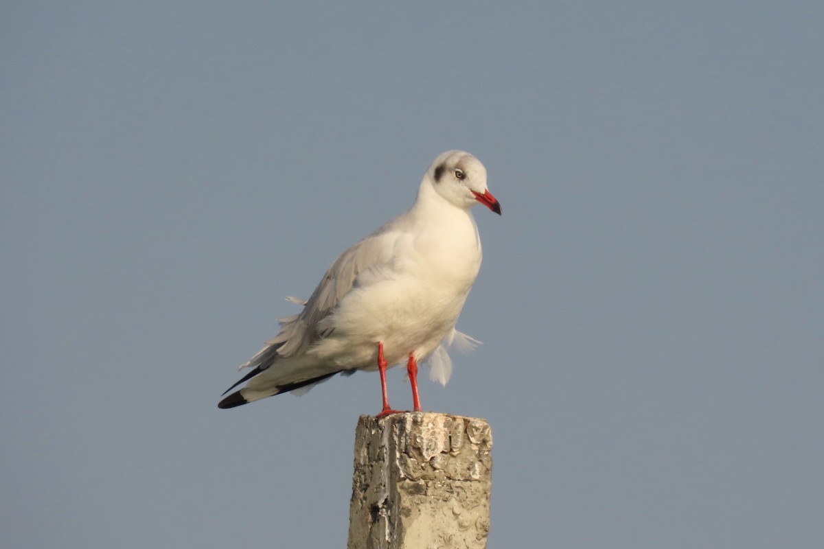 Gaviota Centroasiática - ML646839119
