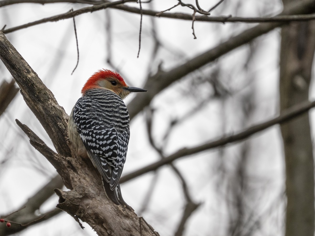 シマセゲラ - ML646839121