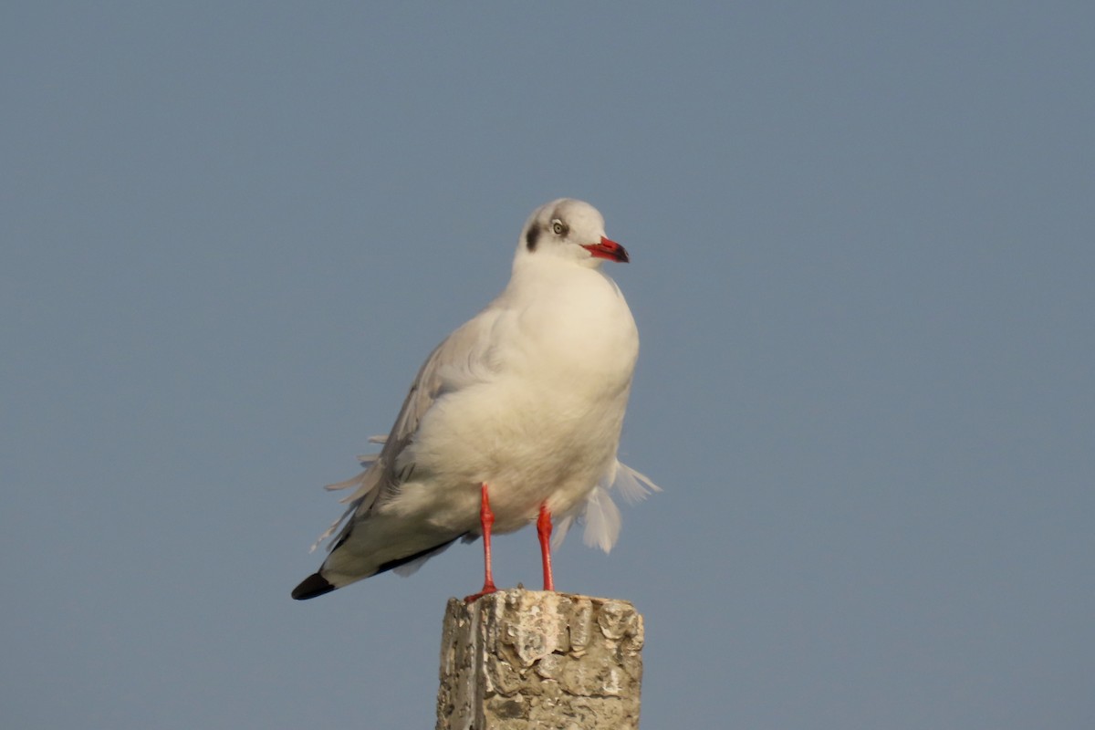 Gaviota Centroasiática - ML646839122
