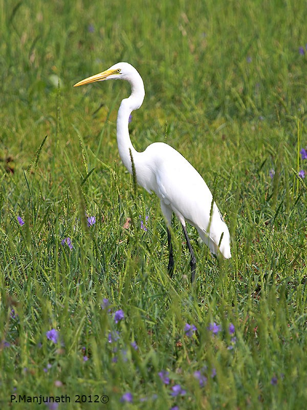 Great Egret - ML646839123