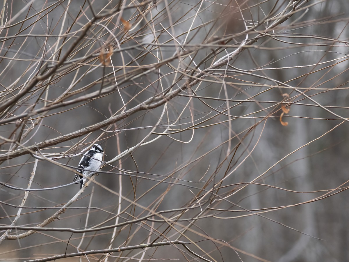 セジロコゲラ - ML646839136