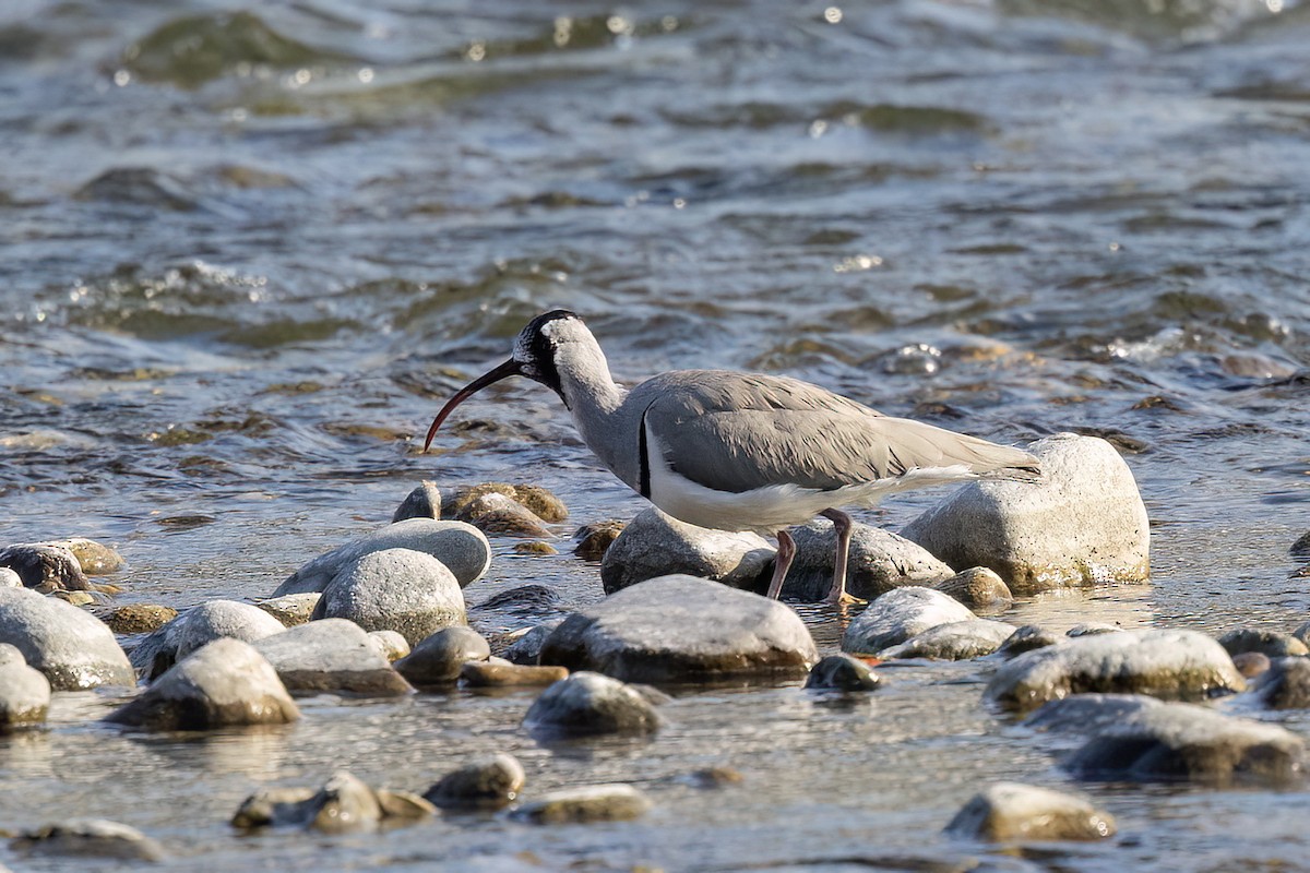 Ibisbill - ML646839137