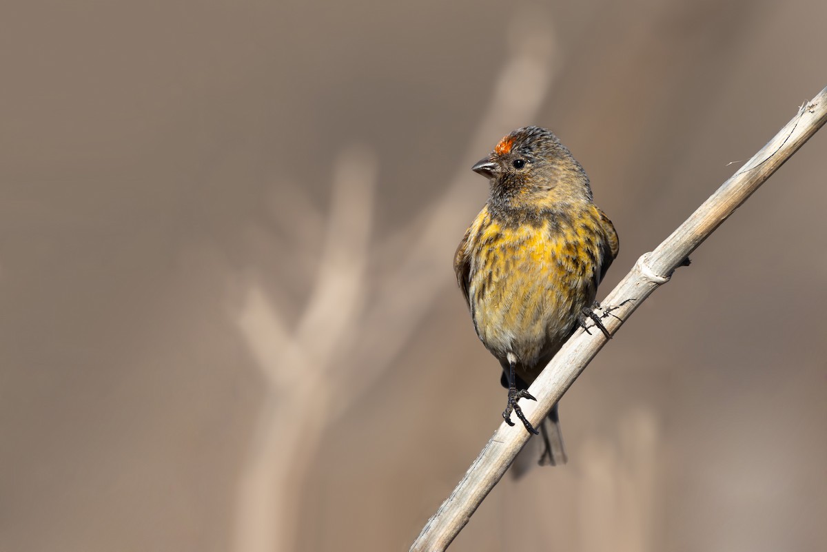 Fire-fronted Serin - ML646839140