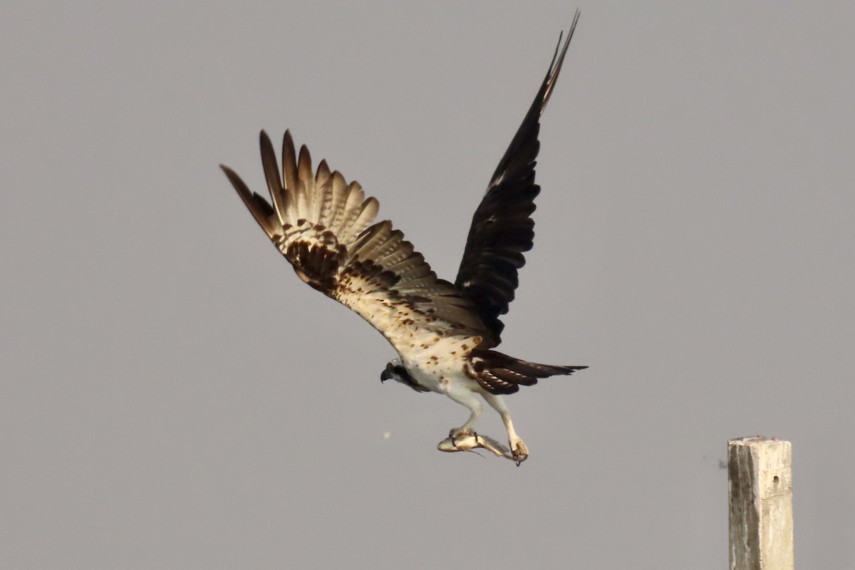 fiskeørn - ML646839142