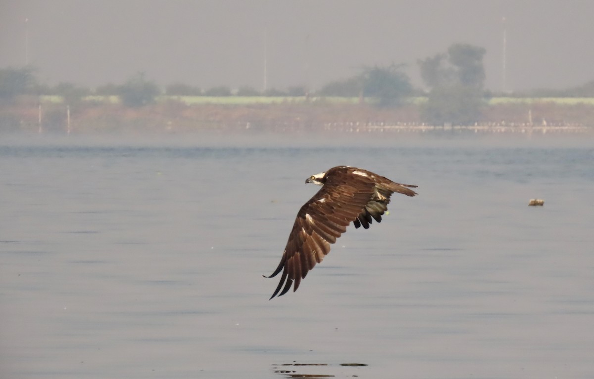 fiskeørn - ML646839143