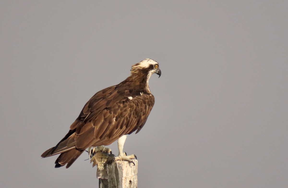 fiskeørn - ML646839144