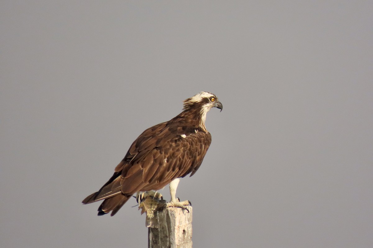 fiskeørn - ML646839145