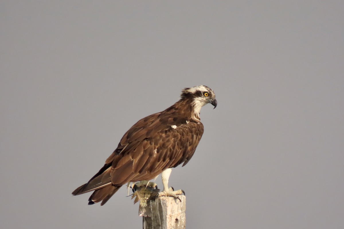 fiskeørn - ML646839146