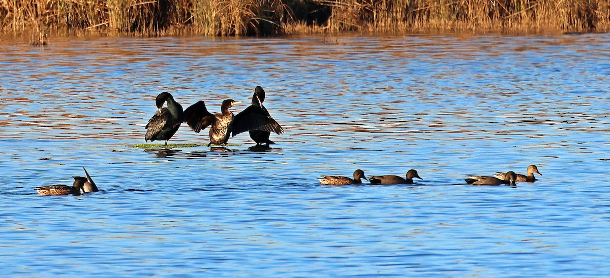 赤膀鴨 - ML646839148