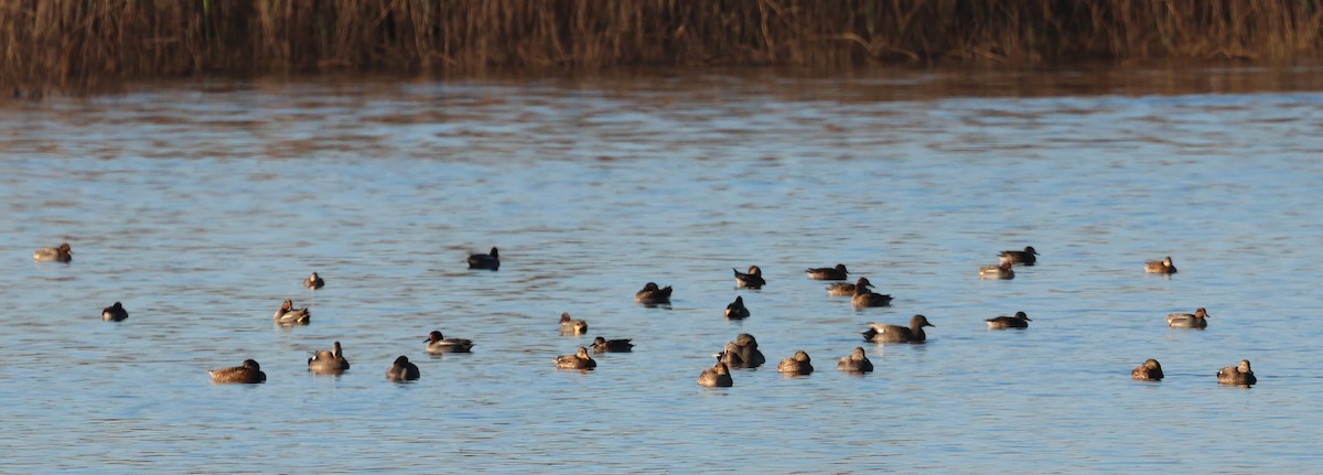 赤膀鴨 - ML646839149