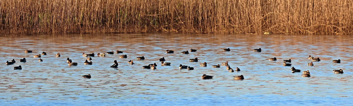 赤膀鴨 - ML646839150