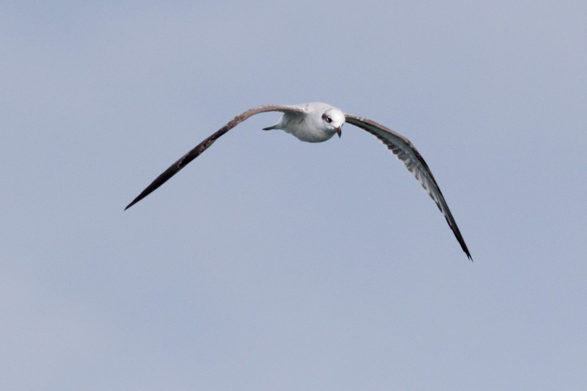 Mediterranean Gull - ML646839154