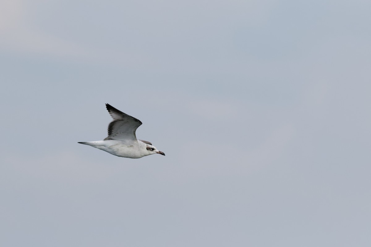 Mediterranean Gull - ML646839155