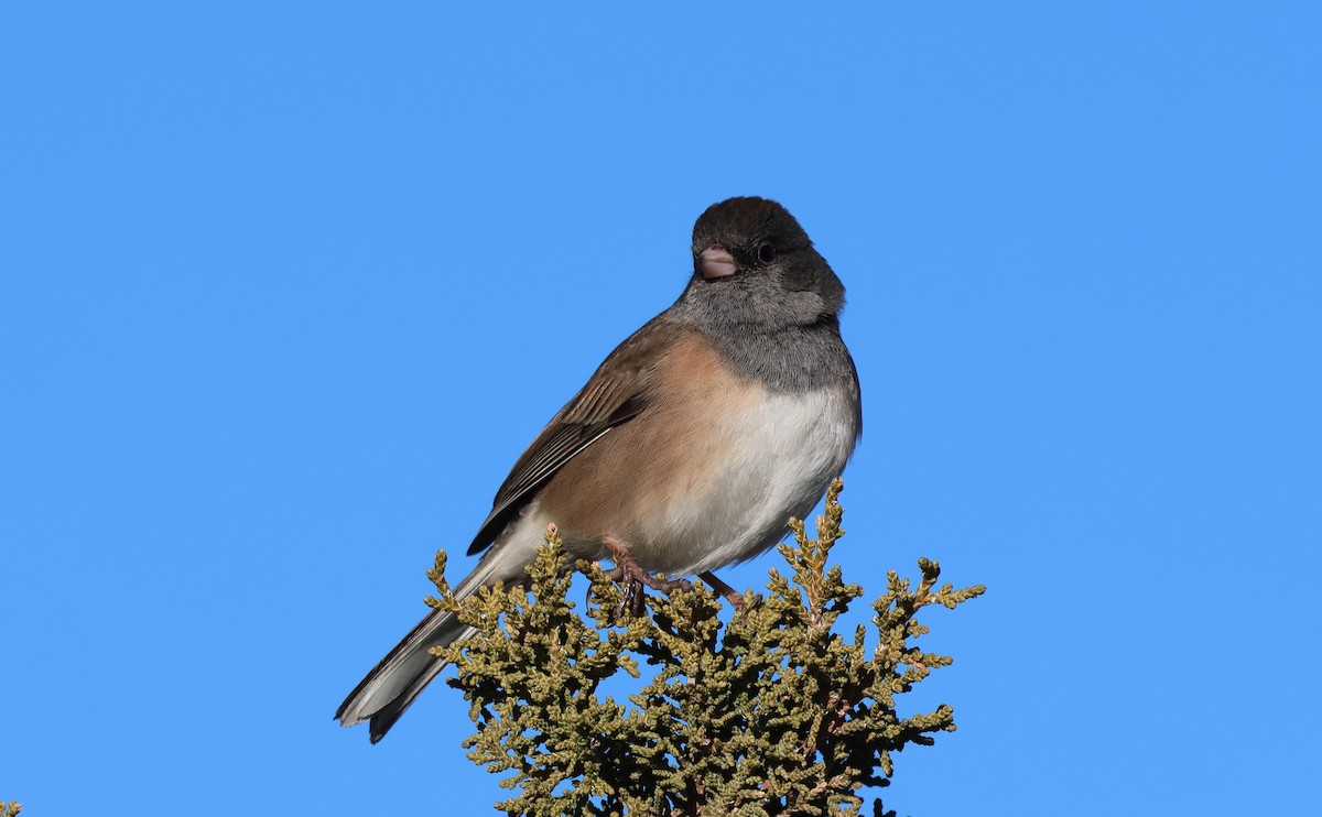 Dark-eyed Junco (Oregon) - ML646839156