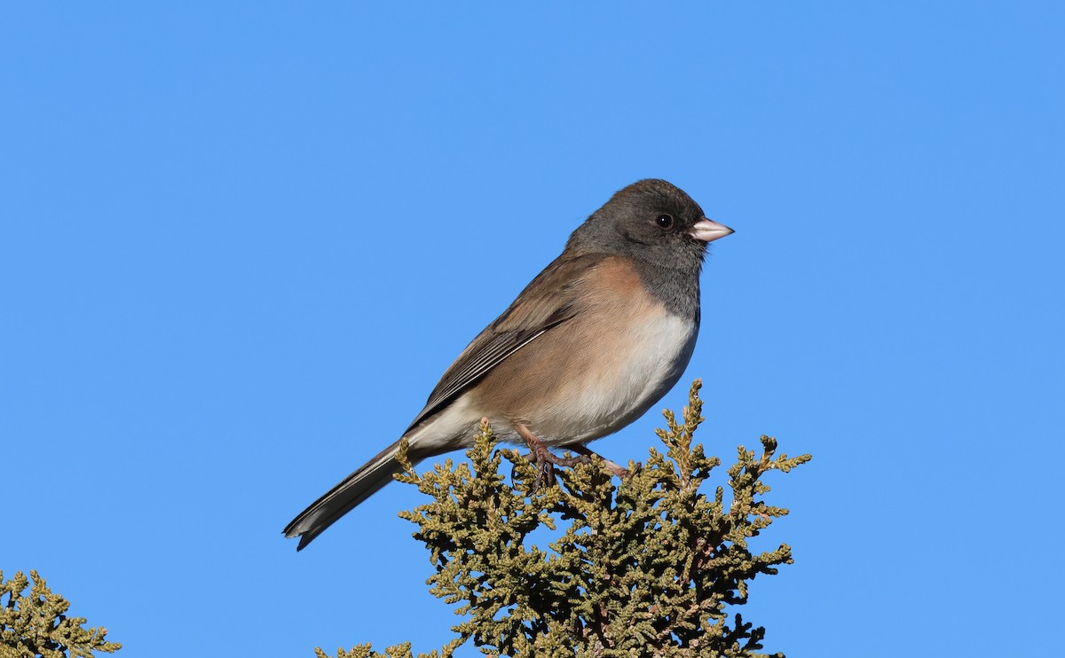 Dark-eyed Junco (Oregon) - ML646839157