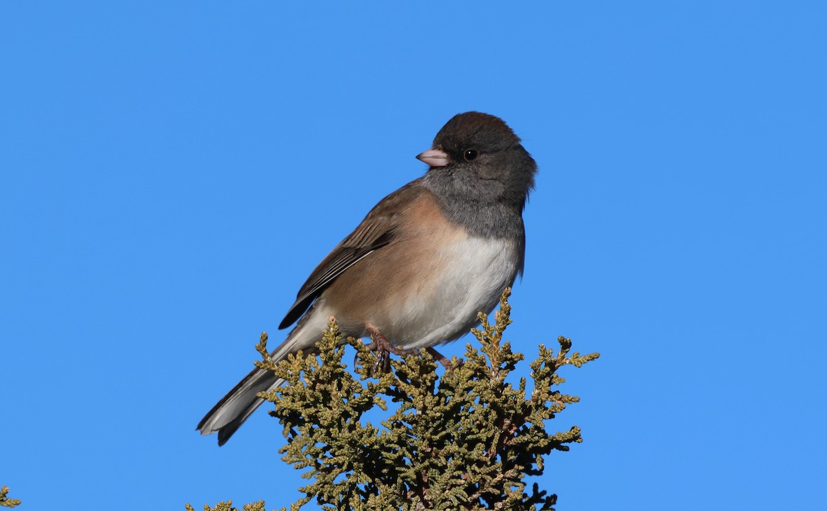 Dark-eyed Junco (Oregon) - ML646839158