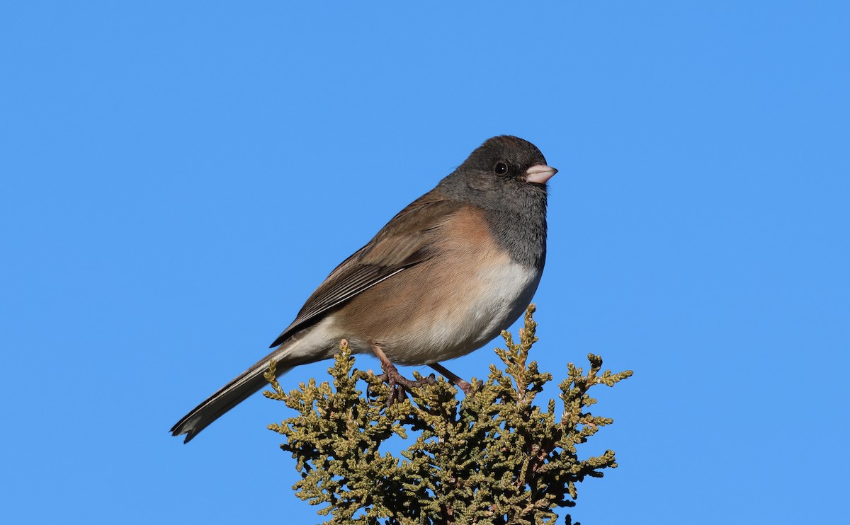 Dark-eyed Junco (Oregon) - ML646839159