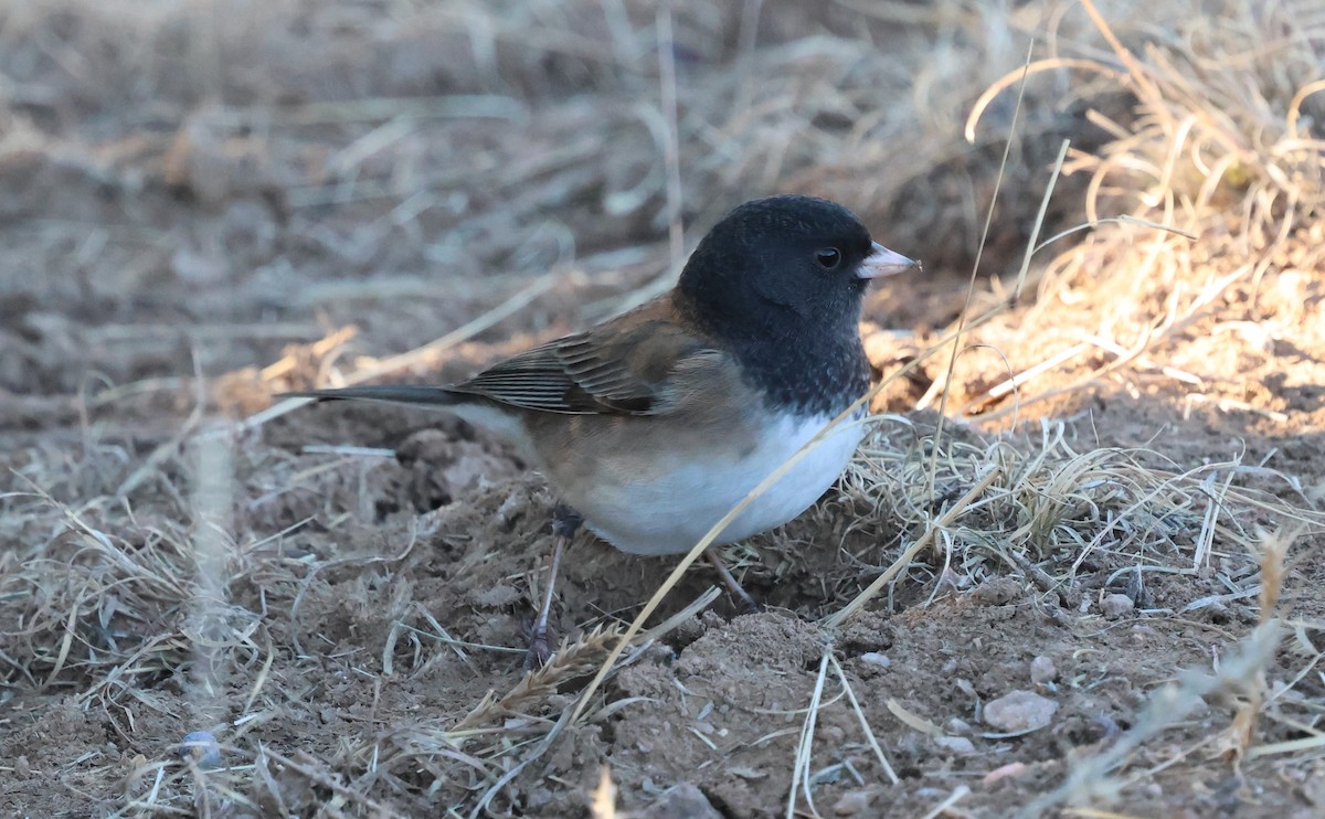 Dark-eyed Junco (Oregon) - ML646839160