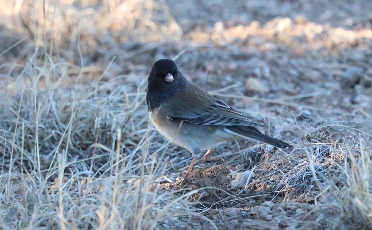 Dark-eyed Junco (Oregon) - ML646839161