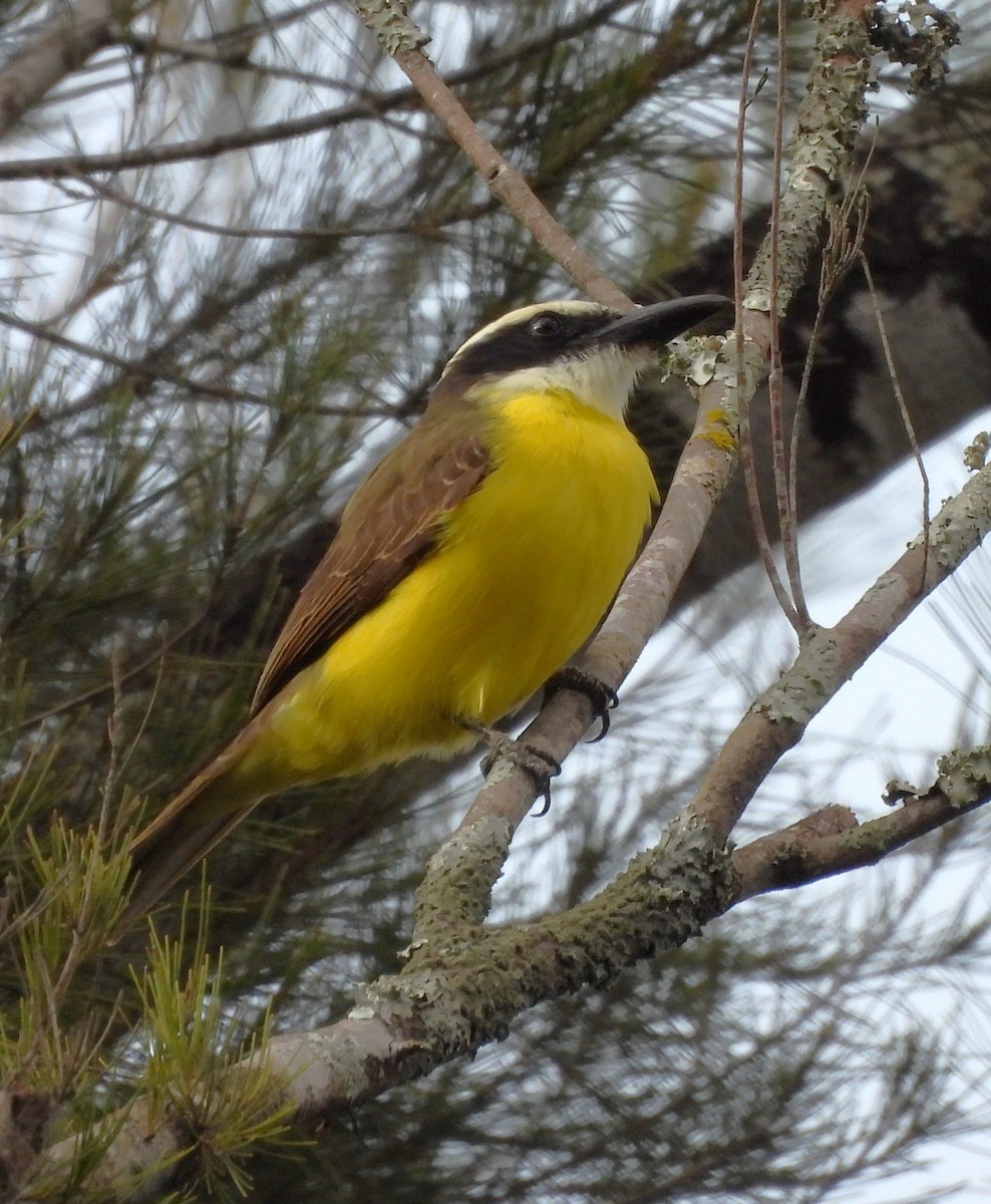 Boat-billed Flycatcher - ML646839162
