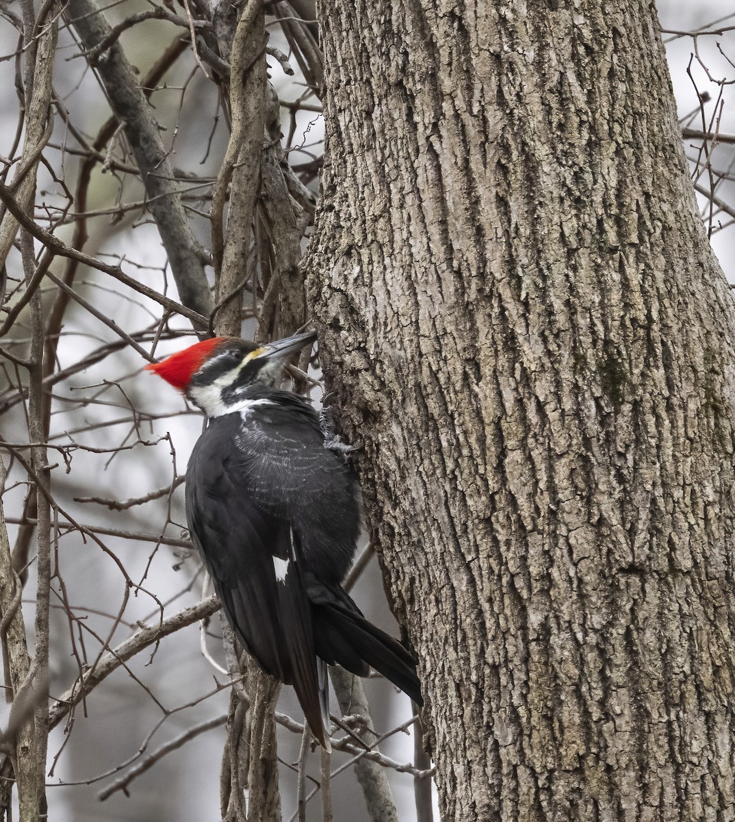 エボシクマゲラ - ML646839163