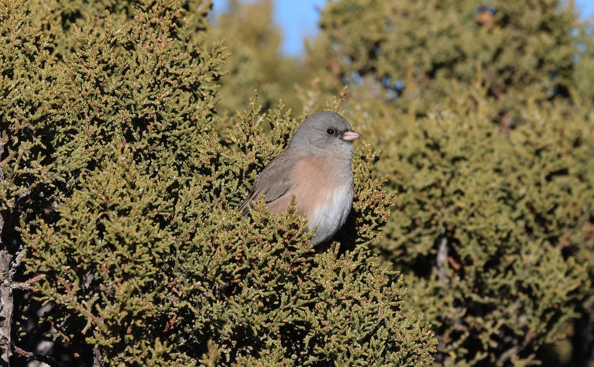 Dark-eyed Junco (Pink-sided) - ML646839164